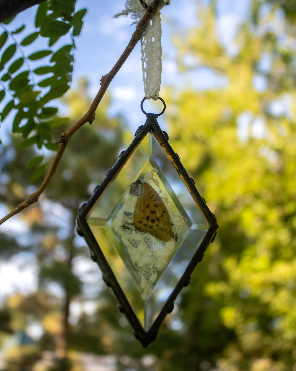 Butterfly Bevels