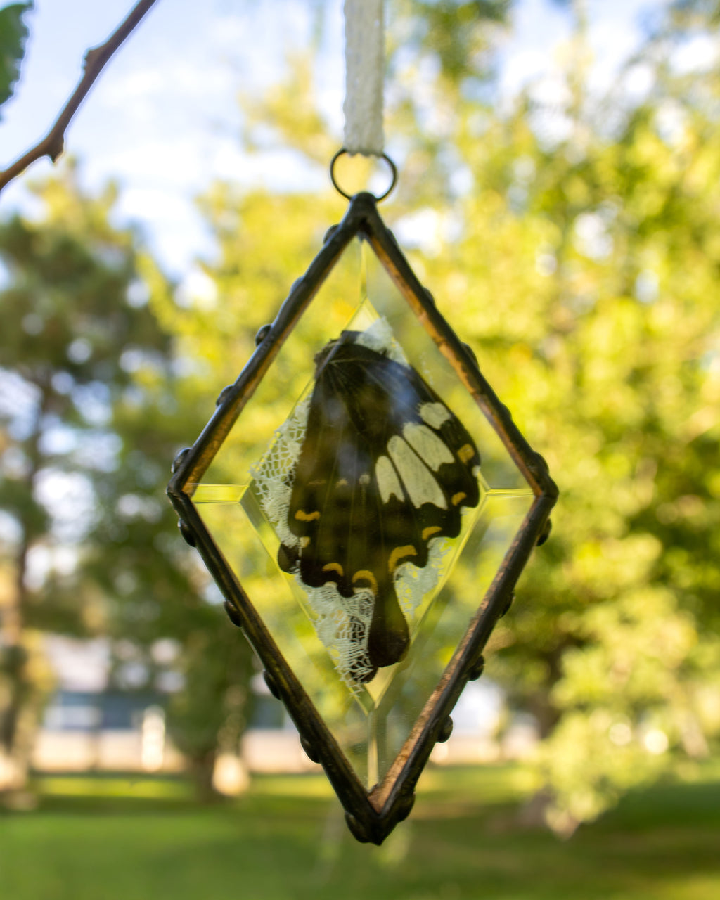Butterfly Bevels